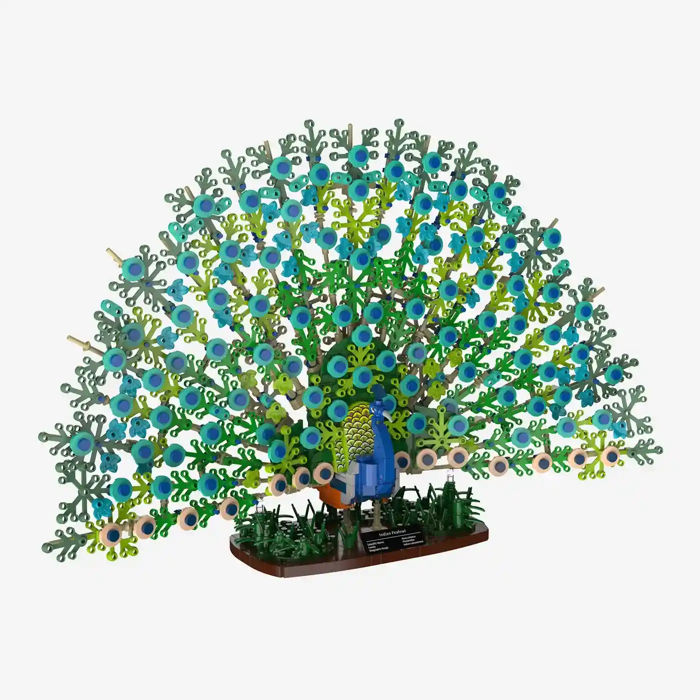 Blauer Pfau